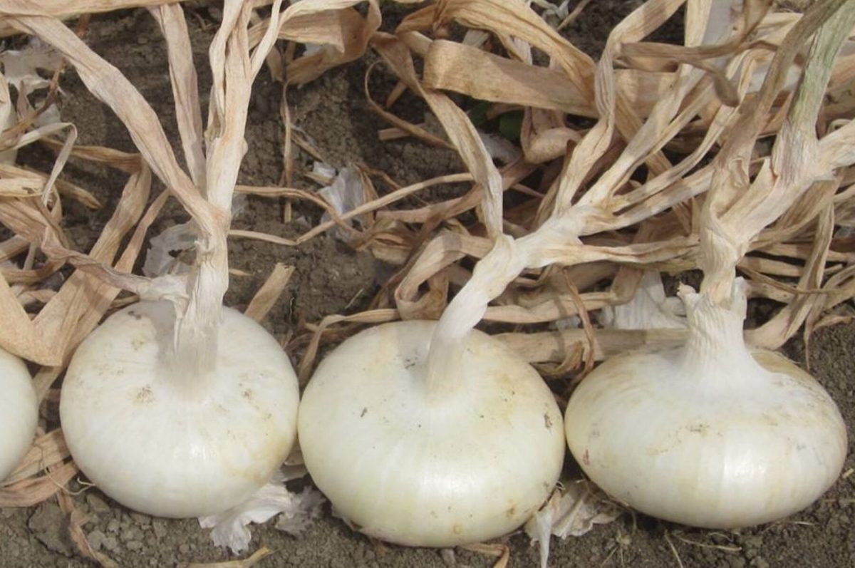 Meryt – Onion Seed