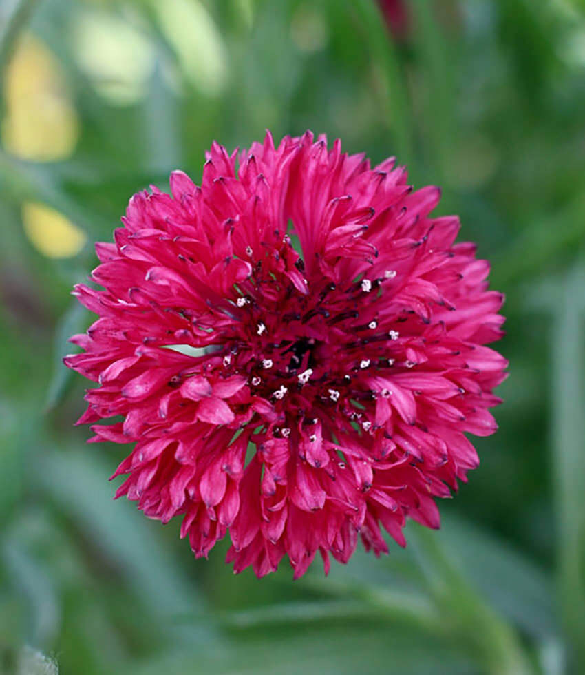Cornflower- Red Ball