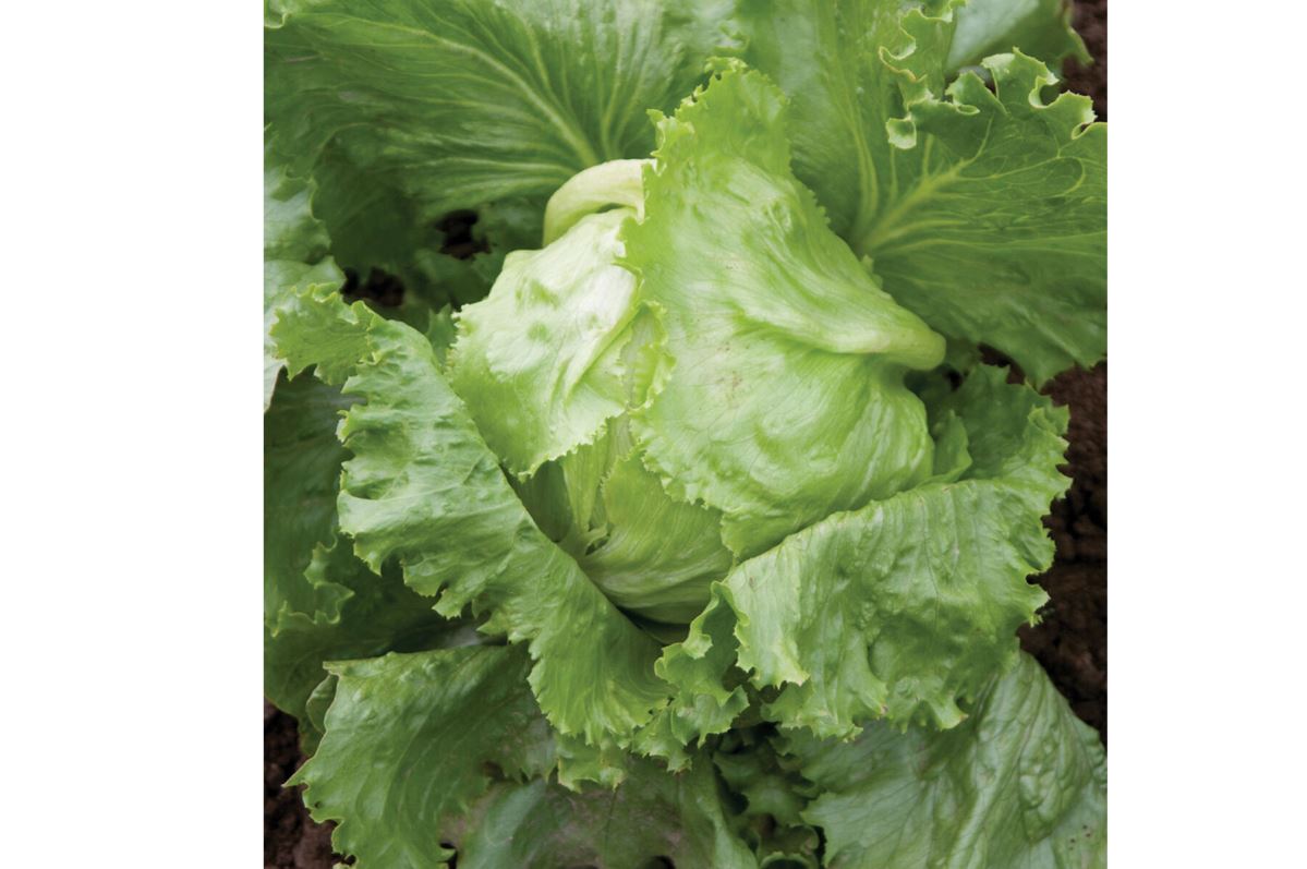 Crispino – Organic Lettuce Seed