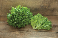 Intercut – Lettuce Seed