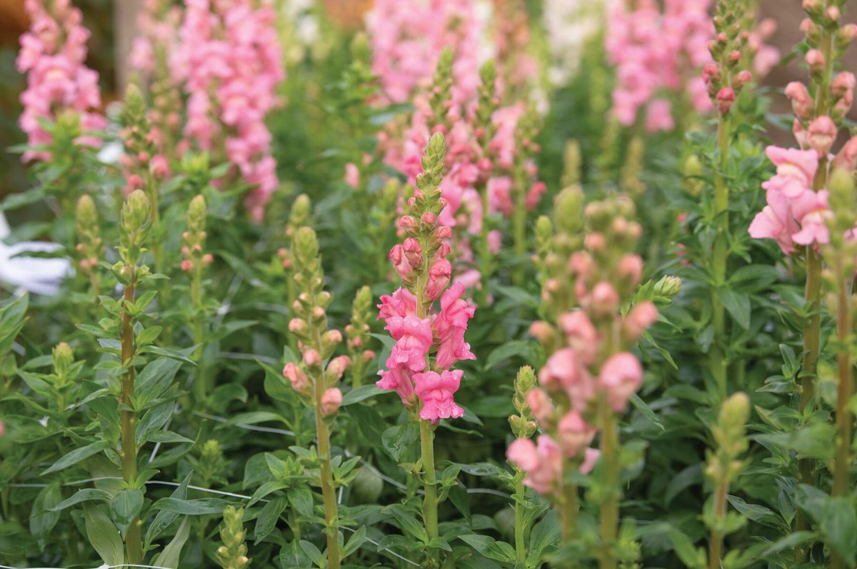 Potomac Dark Pink – Snapdragon Seed