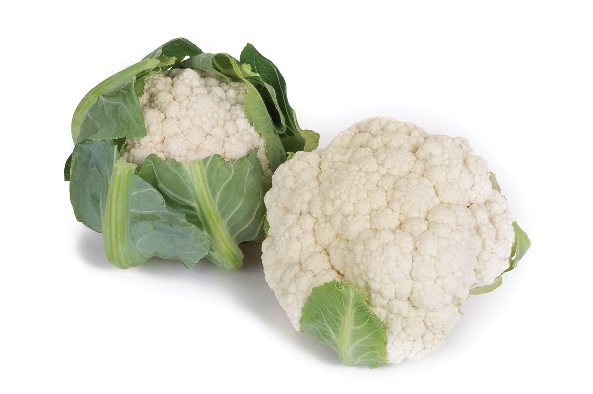 Paxton – Cauliflower Seed