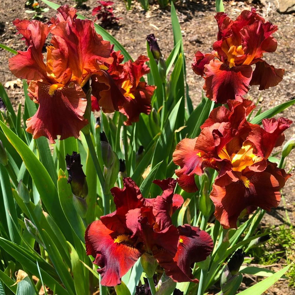 Lest We Forget Reblooming Bearded Iris