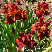Lest We Forget Reblooming Bearded Iris