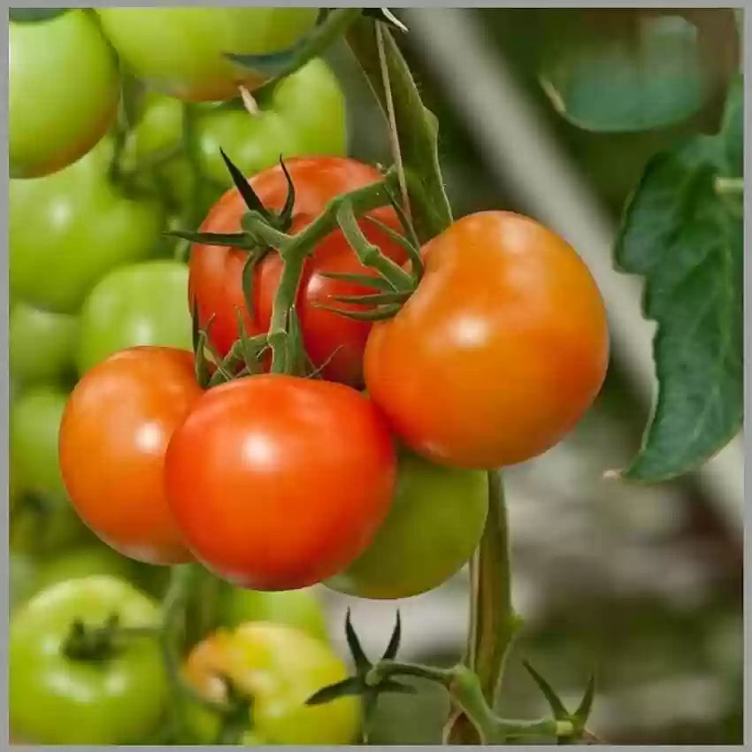 Geronimo – Tomato Seed