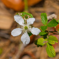 Heirloom Non-GMO Rubus Cuneifolius Flower Seeds for Planting – Wildflower with Edible Fruit Blooms