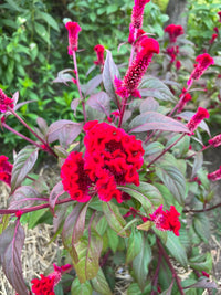Chief Fire – Celosia Seed
