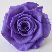 Exotic Rainbow Rose Plants Mixed Colors Rosa Planta Seeds