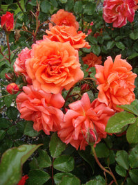 State of Grace Grandiflora Rose