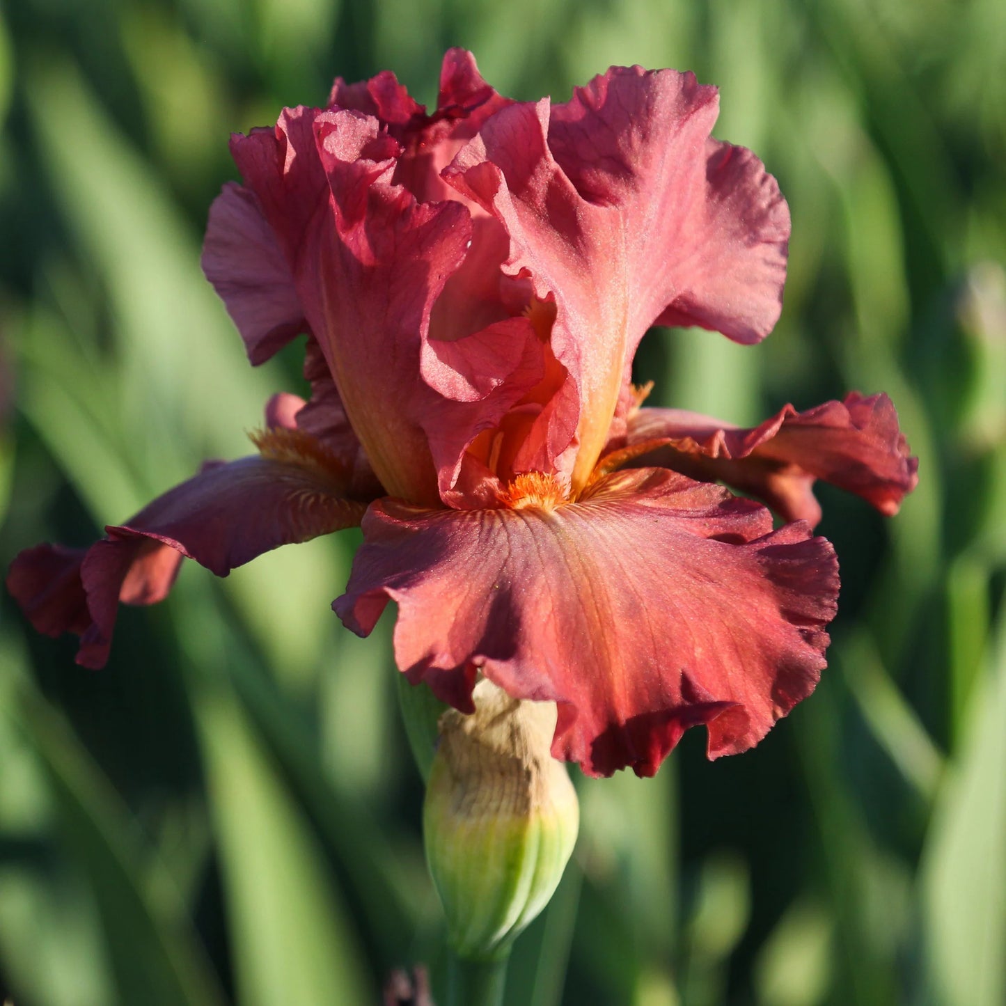 Lest We Forget Reblooming Bearded Iris