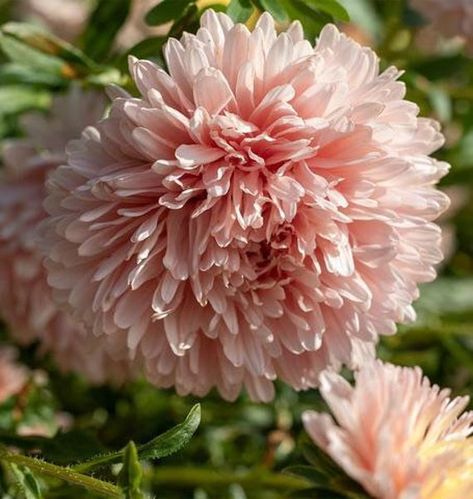 King Size Apricot – China Aster Seed