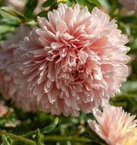 King Size Apricot – China Aster Seed