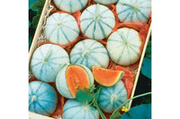 Savor – Melon Seed