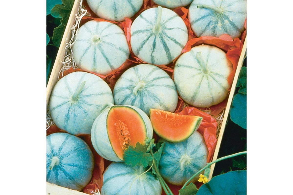 Savor – Melon Seed