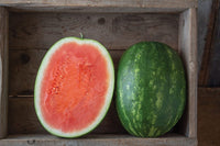 Red Amber – Organic Seedless Watermelon Seeds
