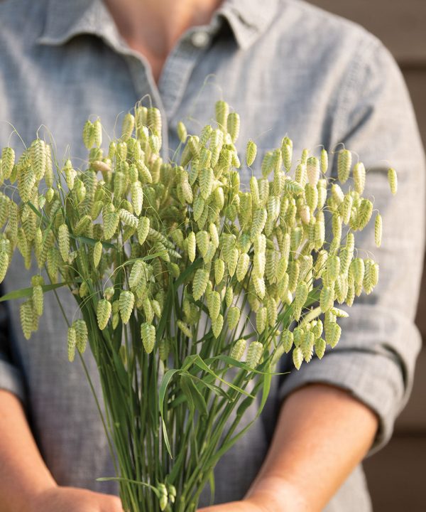 Silver Tip – Ornamental Grass Seed