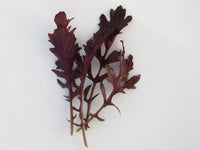 Mizuna, Miz America – Microgreen Seed