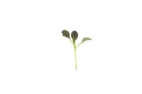 Pac Choi, Red Choi – Organic Microgreen Seed