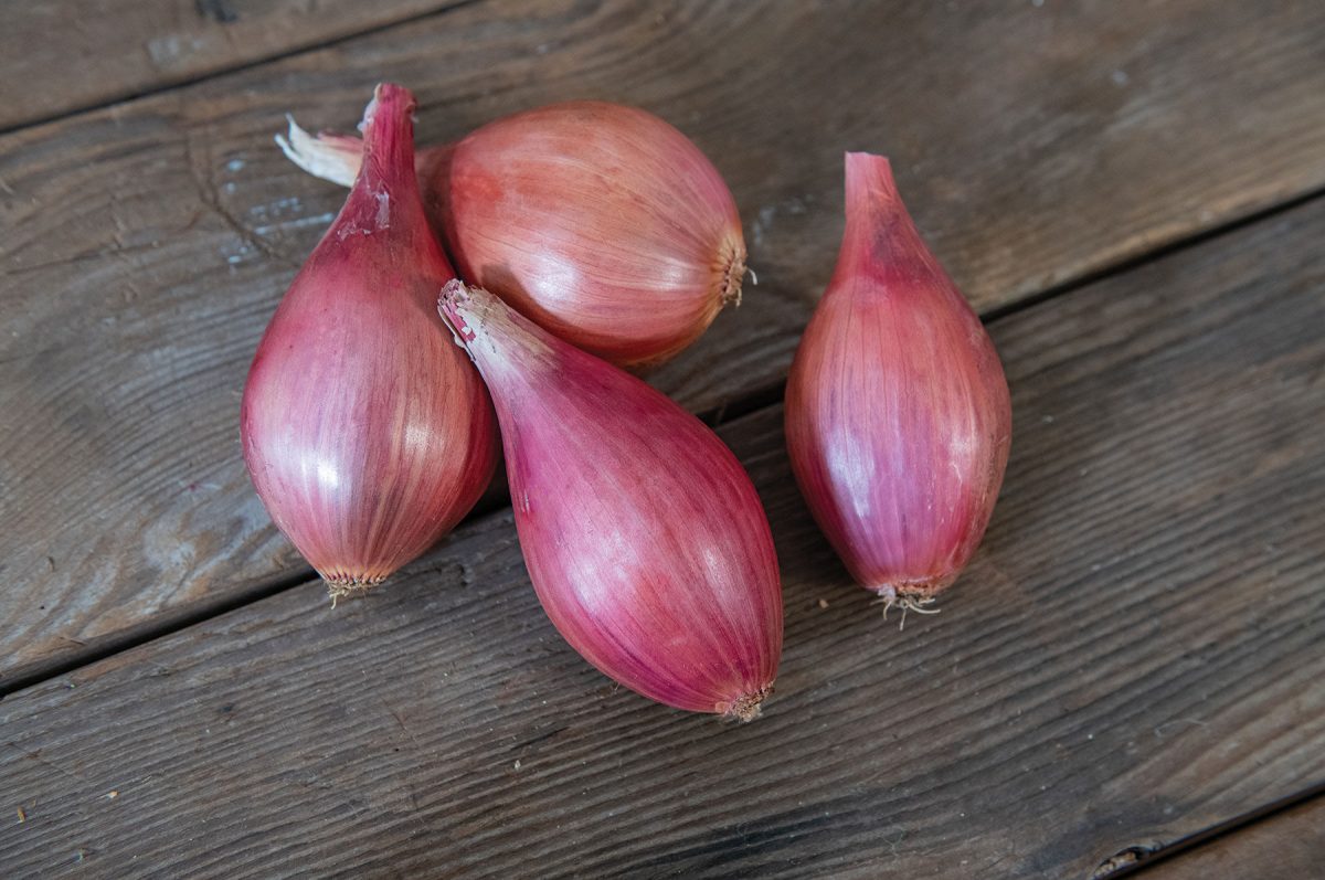 Innovator – Shallot Seed