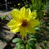 Giant Hybrid Mix – Dahlia Seed