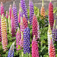 Lupine Blossoms - Seeds