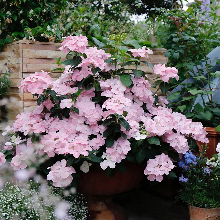 Runaway Bride Climbing Hydrangea Seeds