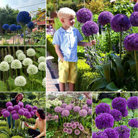 Giant Allium Bulbs