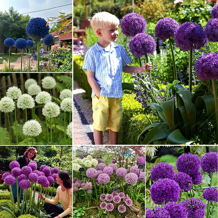 Giant Allium Bulbs