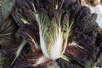 Miss Hong – Red Chinese Cabbage Seeds