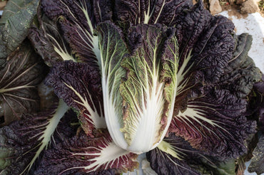 Miss Hong – Red Chinese Cabbage Seeds