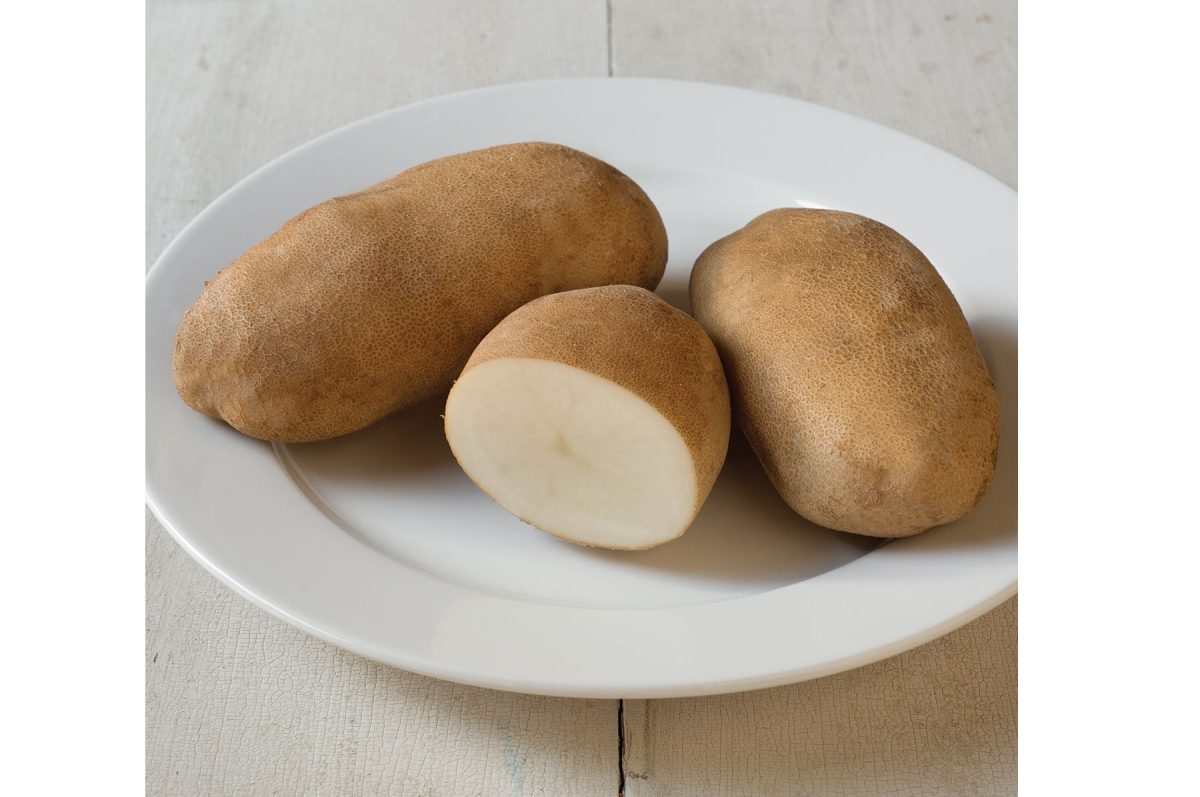 Caribou Russet – Organic Seed Potatoes