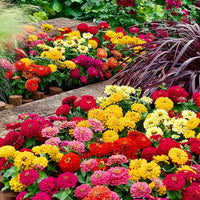 Mixed Color Double Zinnia Flower Seeds