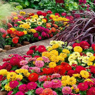 Mixed Color Double Zinnia Flower Seeds