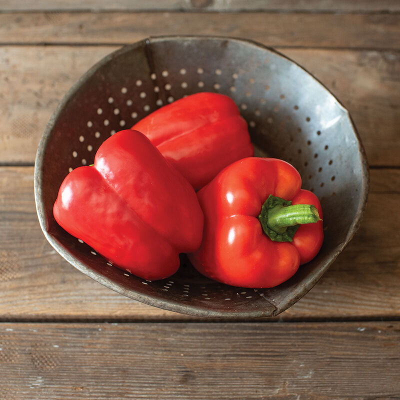Olly – Organic Bell Pepper Seed