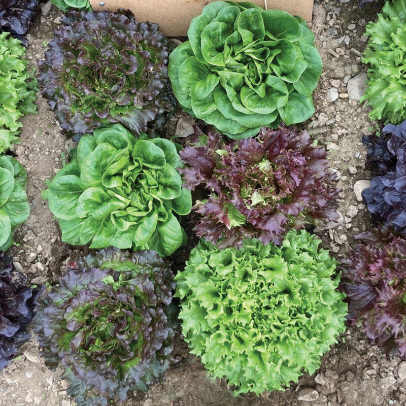 Prismatic Mini Head Mix – Pelleted Lettuce Seed