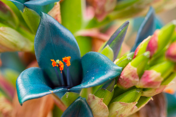 Heirloom Non-GMO Blue Sapphire Tower Flower Seeds for Garden Planting – Vibrant Spikes