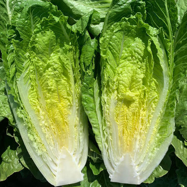 Sunland – Pelleted Romaine Seeds