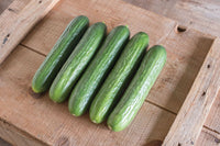 Katrina – Organic Cucumber Seed
