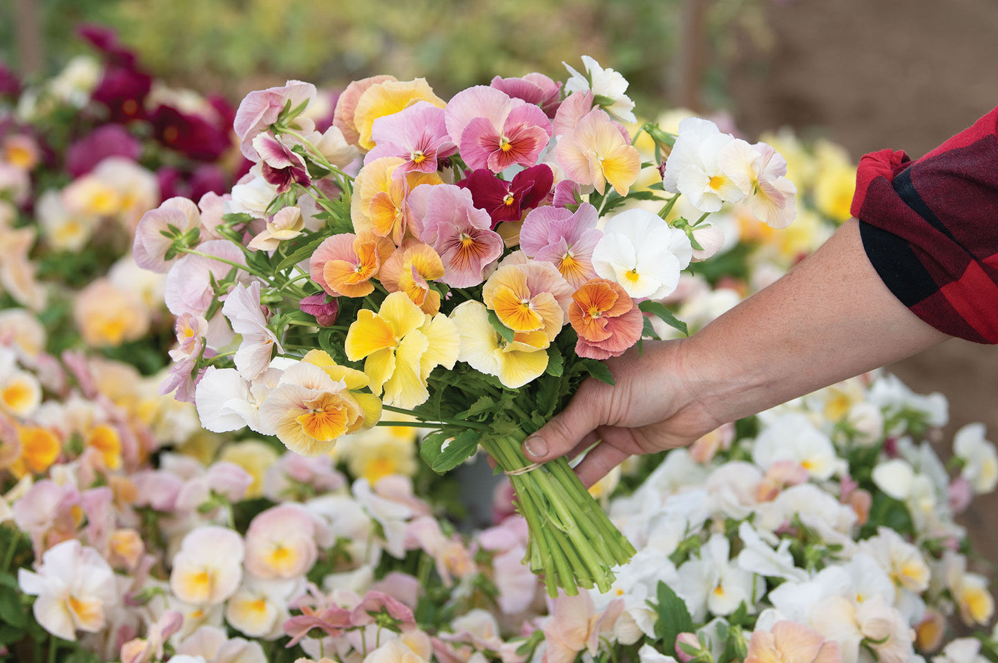 Imperial Antique Shades – Viola Seed