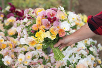 Imperial Antique Shades – Viola Seed