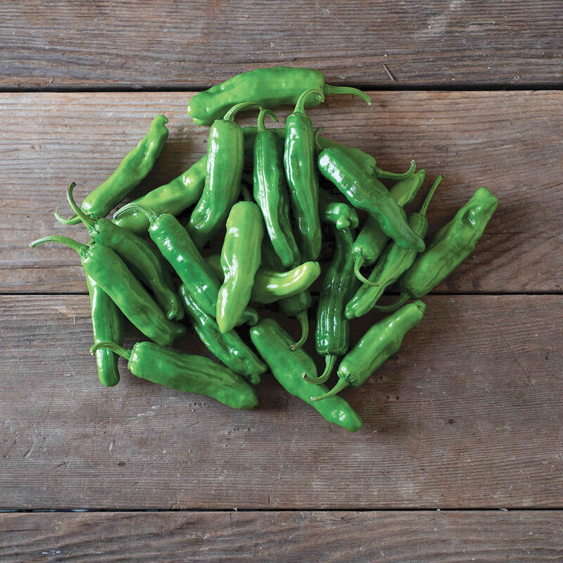 Paisan – Organic Pepperoncini Pepper Seed