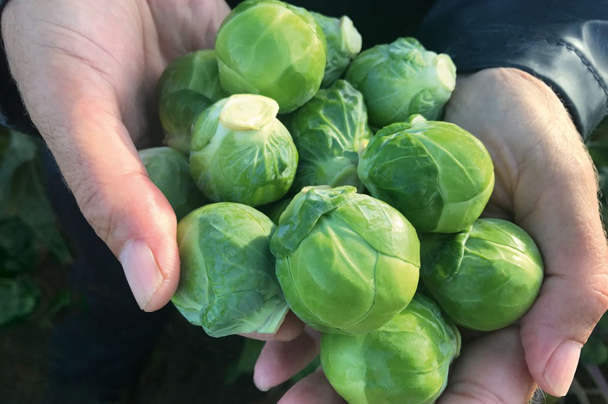 Silvia – Brussels Sprout Seed