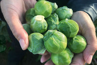 Silvia – Brussels Sprout Seed