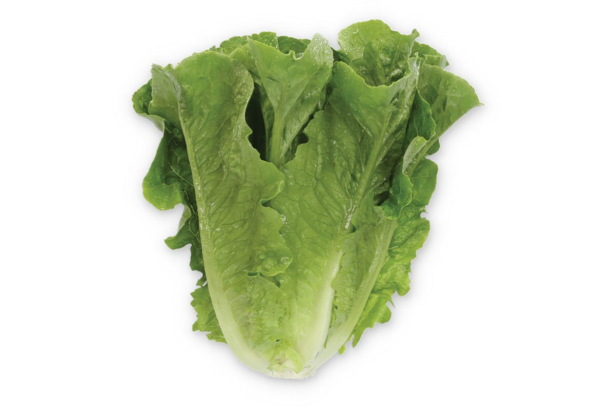 Gladius – Pelleted Romaine Lettuce Seeds