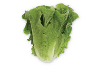 Gladius – Pelleted Romaine Lettuce Seeds