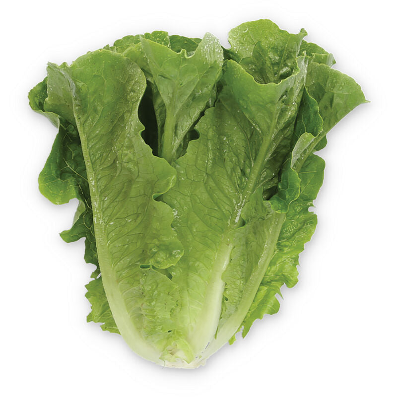 Gladius – Pelleted Romaine Lettuce Seeds