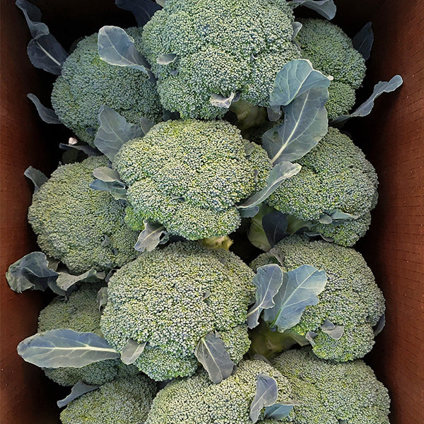 Emerald Crown – Broccoli Seed