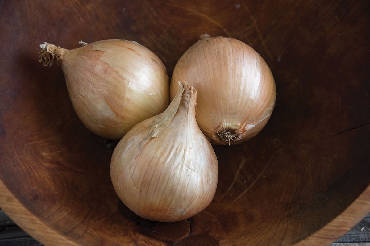 Ailsa Craig – Organic Onion Seed