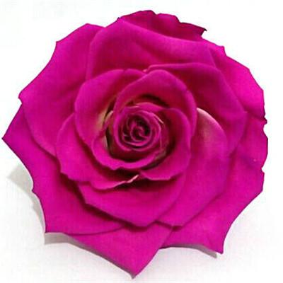 Exotic Rainbow Rose Plants Mixed Colors Rosa Planta Seeds