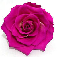 Exotic Rainbow Rose Plants Mixed Colors Rosa Planta Seeds